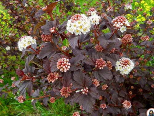 Пузыреплодник Дибло