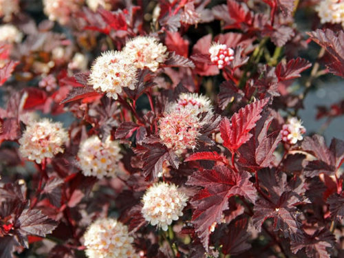 Пузыреплодник Ред барон фото