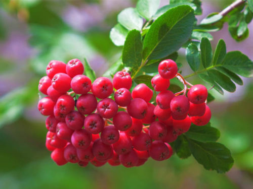 Рябина бусинка (фото) саженцы