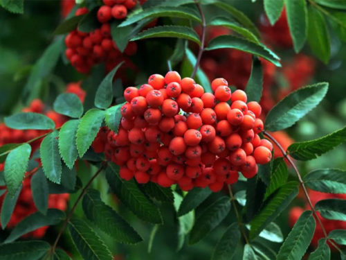 рябина декоративная