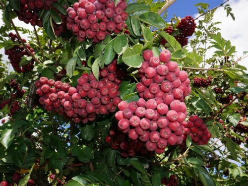 Рябина гранатная