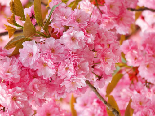 Сакура розовая