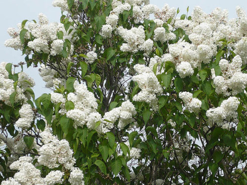 Сирень агидель