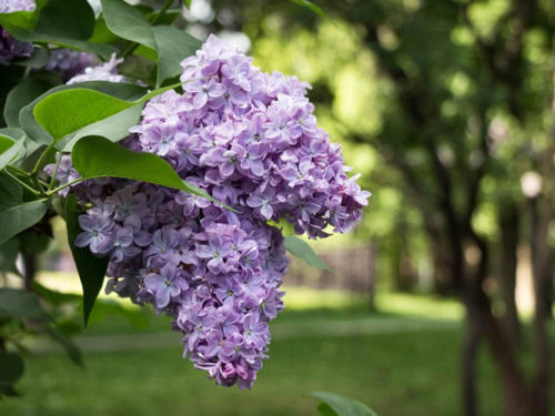 Сирень Катюшка