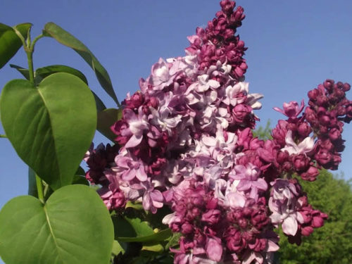 Сирень маршал малиновский