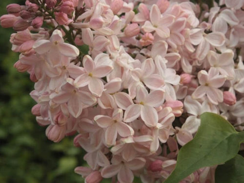 Сирень медовый спас