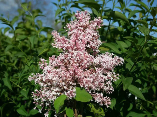 Сирень мелколистная