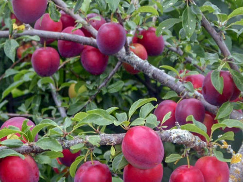 Слива Найдена