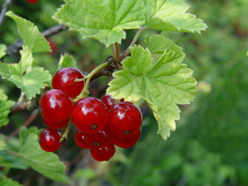 Смородина альпийская саженцы купить