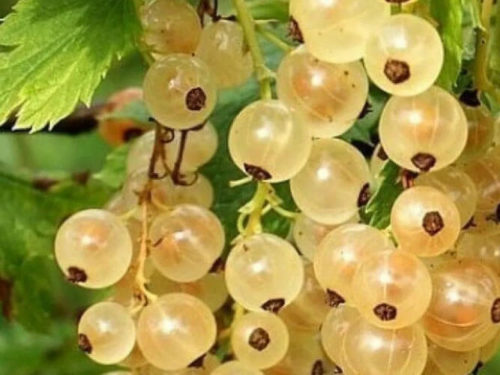 Смородина белая Версальская