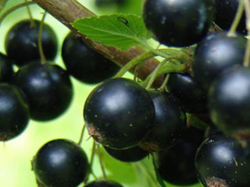 смородина Голубка черная