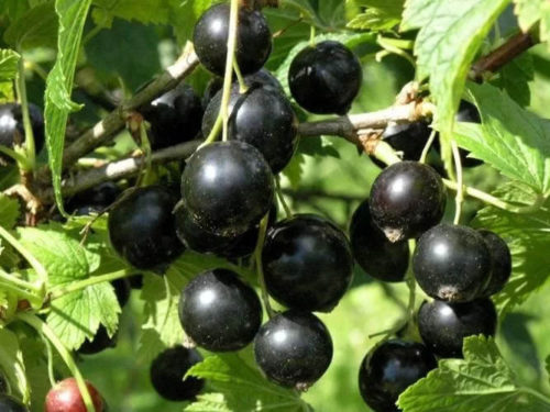 смородина ядрёная