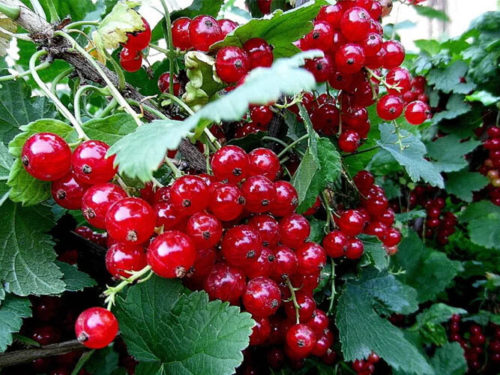 Смородина красная Валенсия