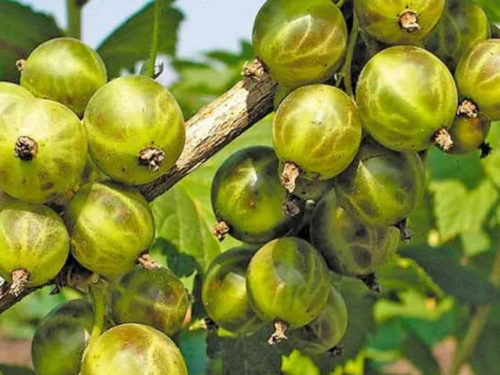 Смородина зелёноплодная Слезы Исиды - фото