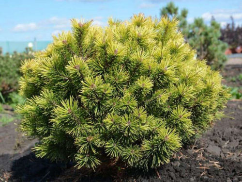 сосна сорт офир