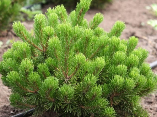 сосна пумилио саженцы