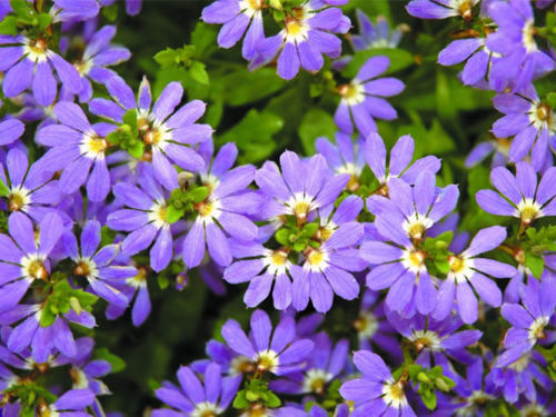 Сцивола купить цветы