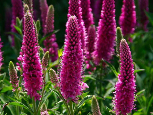 Вероника колосковая Ротфучс