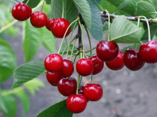 Вишня молодежнаяя купить