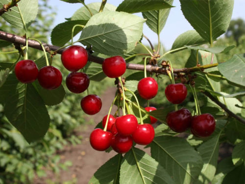 Вишня саратовская малышка