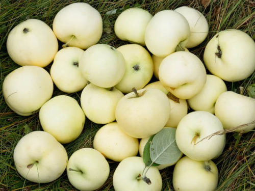 Яблоня белый налив