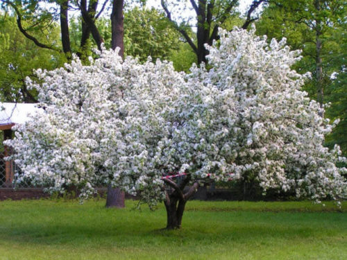 Яблоня декоративная Белая