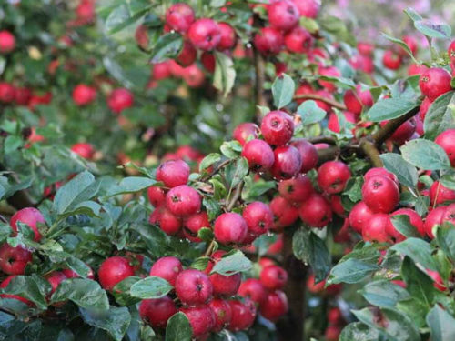 Яблоня Китайка Керр