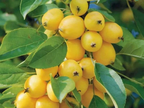 Яблоня китайка золотая