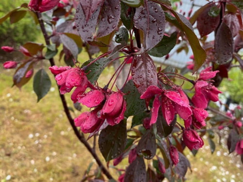 яблоня красная из питомника