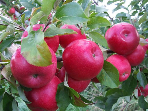 Яблоня красное ранее
