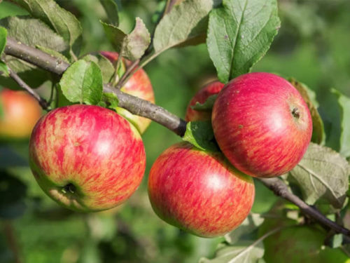 Яблоня медуница саженцы