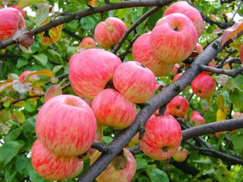 Яблоня мельба
