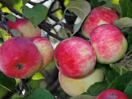 Яблоня серебряное копытце