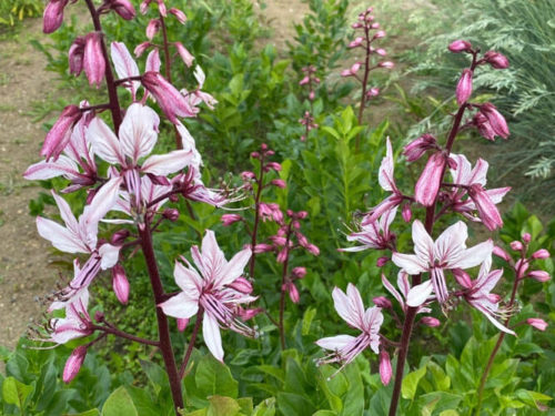 Ясенец купить саженцы