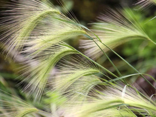 Ячмень гривастый саженцы