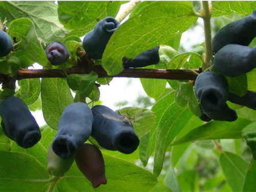 Жимолость аврора