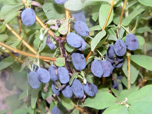 Жимолость бореал бест