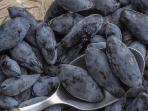 Жимолость борел близзард