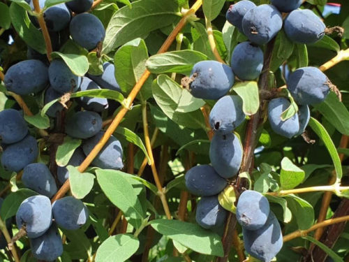 Жимолость бореал бьюти