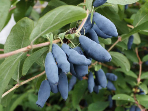 Жимолость голубое веретено