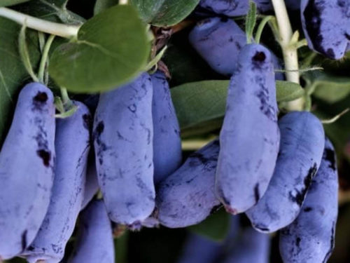 жимолость гордость бакчара