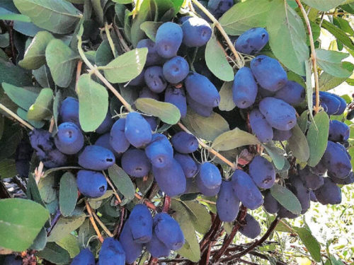 Жимолость индиго джем