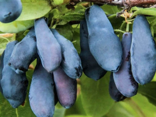 Жимолость Нимфа