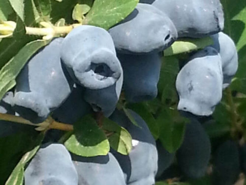 жимолость сувенир