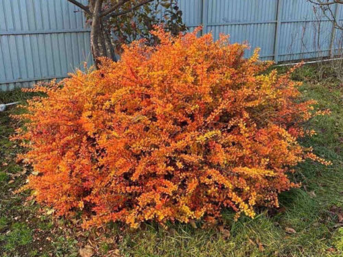 барбарис тунберга