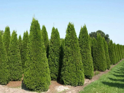 туя брабант купить