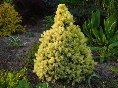 ель канадская дейзи уайт