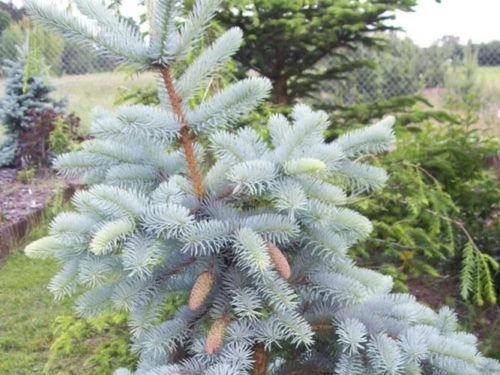 ель колючая hoto