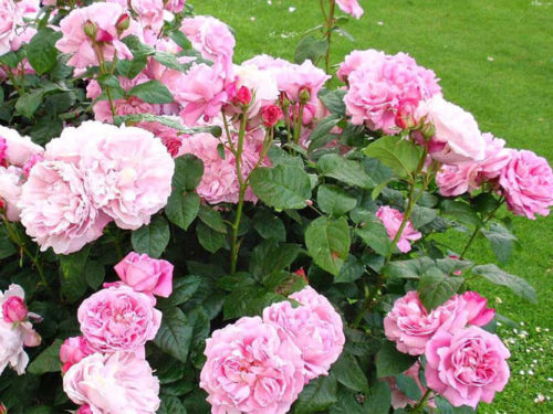 Роза Мэри Роуз фото