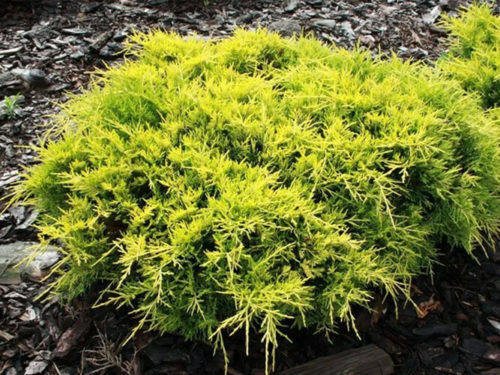 Можжевельник old gold саженец